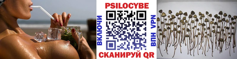 наркота  Горбатов  Галлюциногенные грибы Psilocybine cubensis 